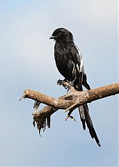 Magpie Shrike